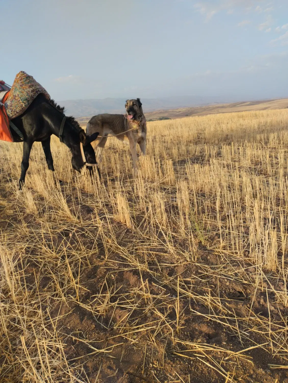 247648|سگ|ترکمانچای, |دیوار
