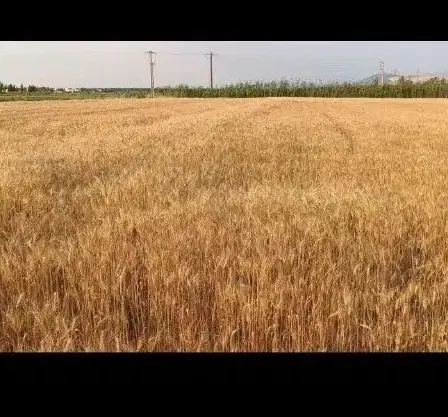خوشه گندم|گل و گیاه طبیعی|آزادشهر, |دیوار