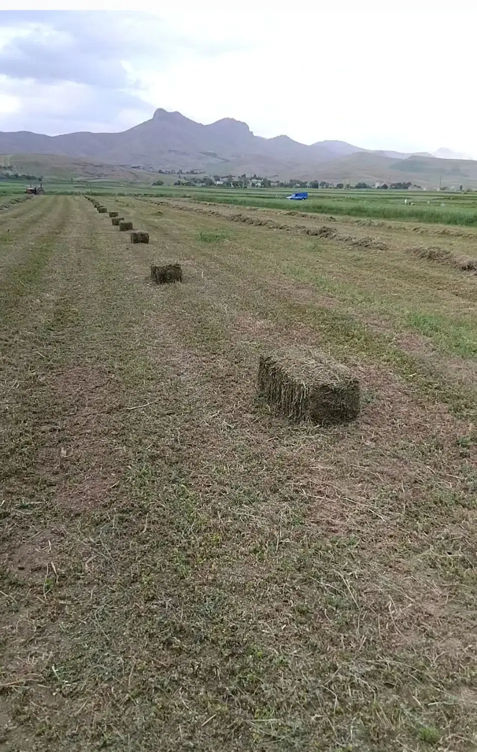 یونجه|لوازم جانبی حیوانات|بیلوار, |دیوار