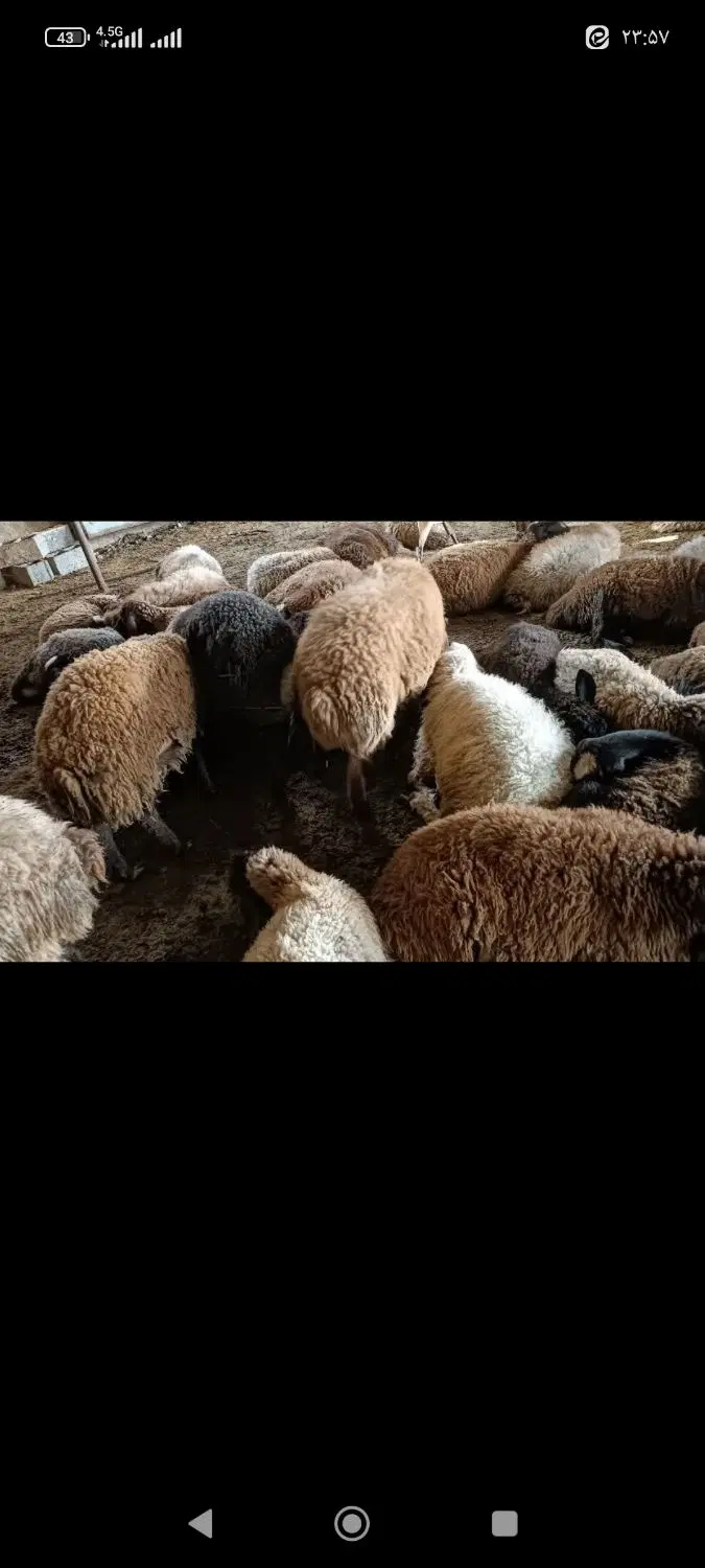 بره نر|حیوانات مزرعه|رامجین, |دیوار