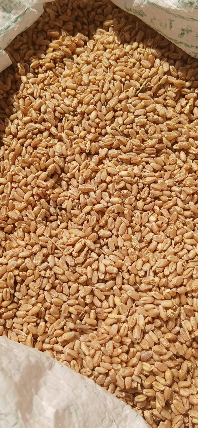 گندم|گل و گیاه طبیعی|جیرفت, |دیوار