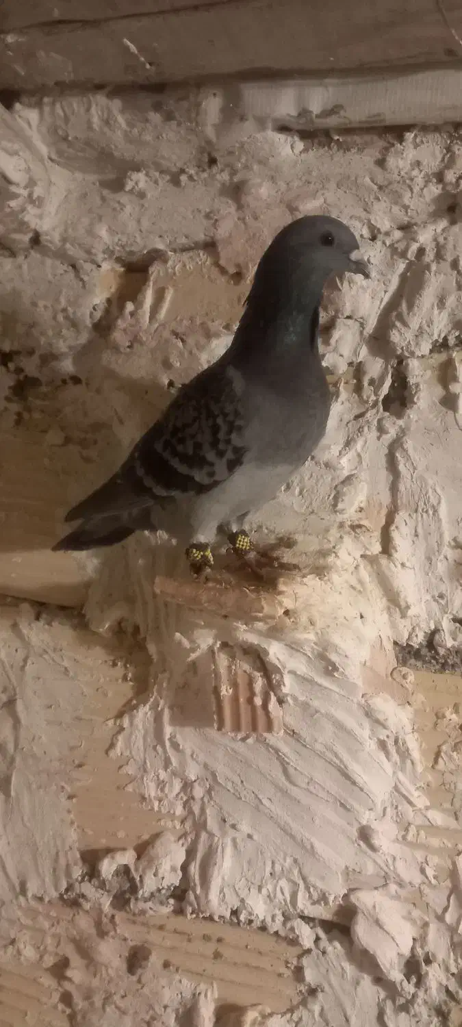 سبز|گربه|اسفراین, |دیوار