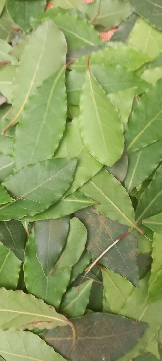 برگ بو|گل و گیاه طبیعی|بندر انزلی, کلیور|دیوار