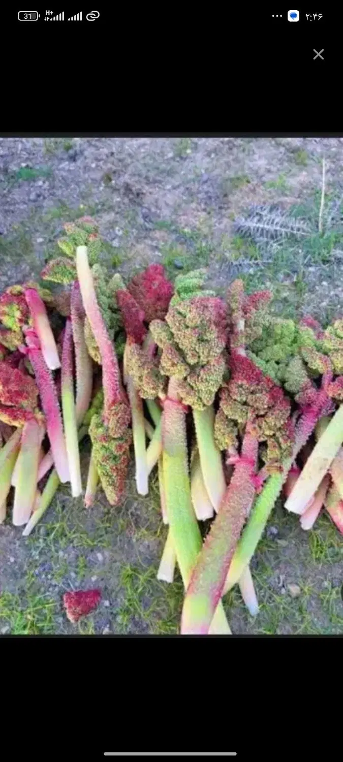 ریواس|خوردنی و آشامیدنی|بروجرد, |دیوار