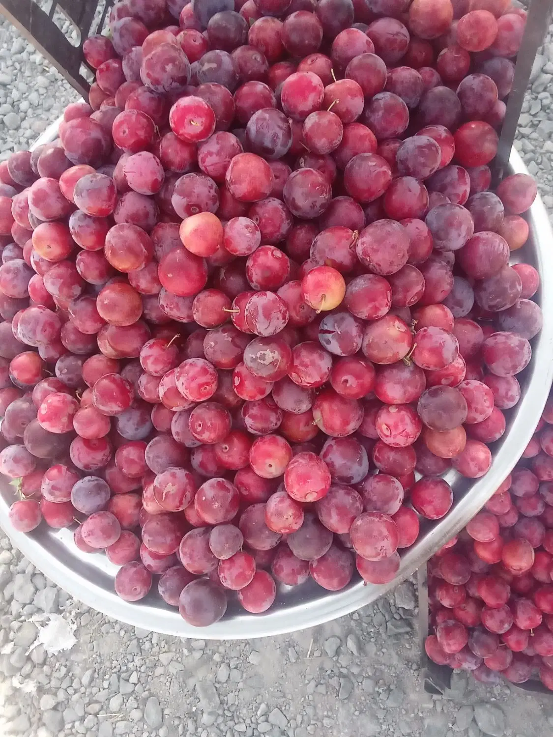 آلو|خوردنی و آشامیدنی|مشگین شهر, |دیوار