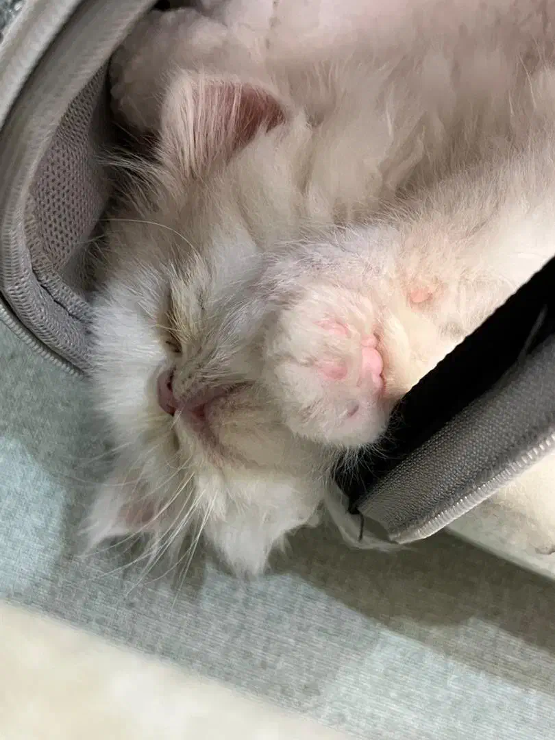 گربه پرشین|گربه|رشت, دیلمان|دیوار