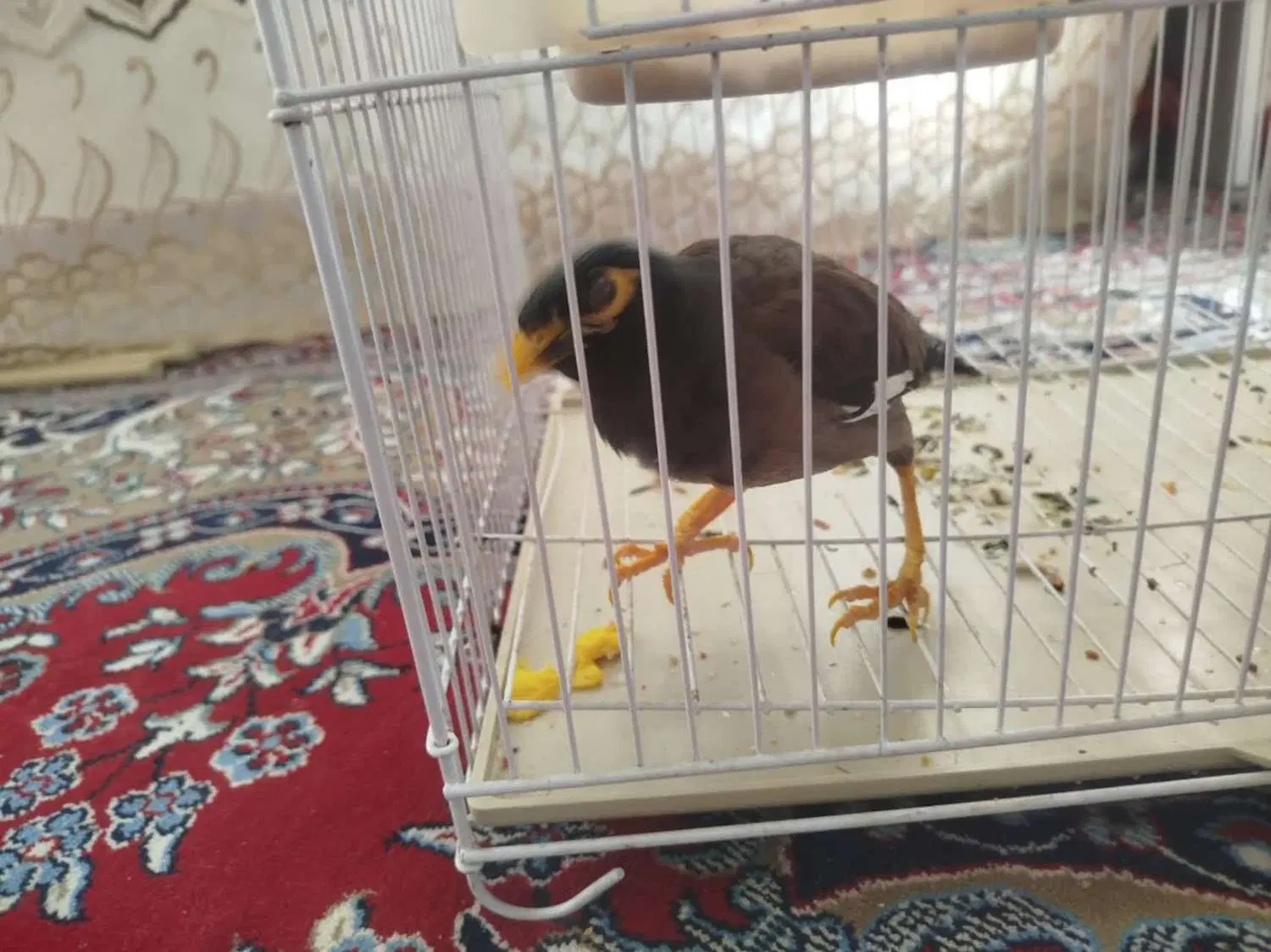 مرغ مینا|پرنده|زرقان, |دیوار