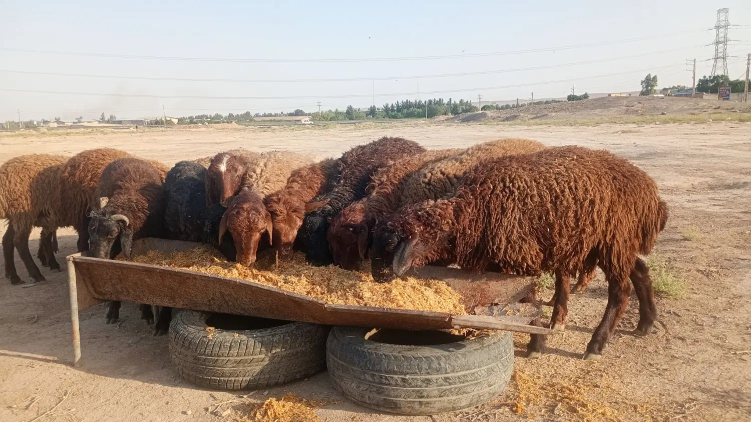 بره|حیوانات مزرعه|باقرشهر, |دیوار