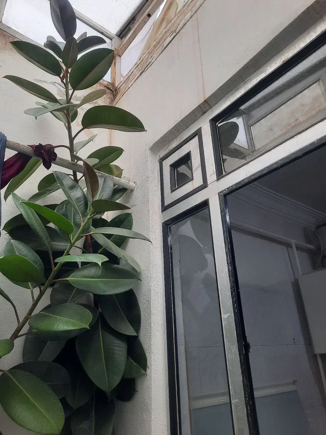 گل طبیعی|گل و گیاه طبیعی|سقز, |دیوار