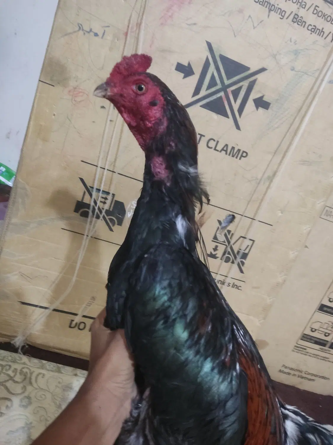 خروس|حیوانات مزرعه|چابهار, |دیوار