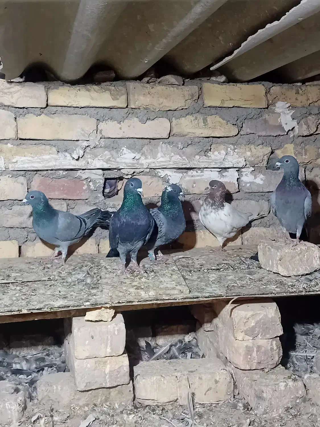 کبوتر|پرنده|نیمروز, |دیوار