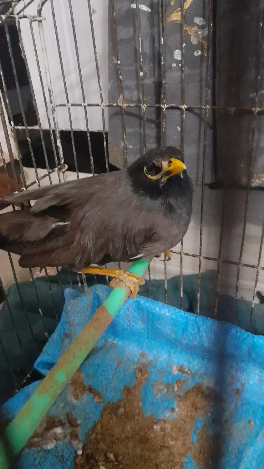 نر مینا|پرنده|زابل, |دیوار