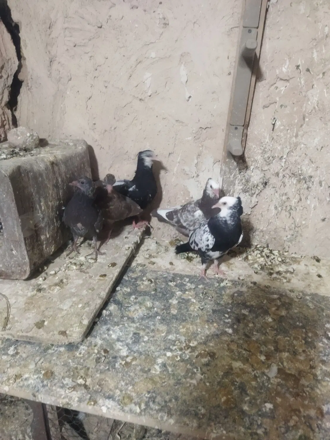 کبوتر|پرنده|شیراز, دودمان|دیوار
