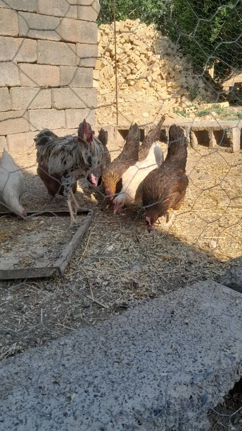 مرغ|حیوانات مزرعه|سیدان, |دیوار