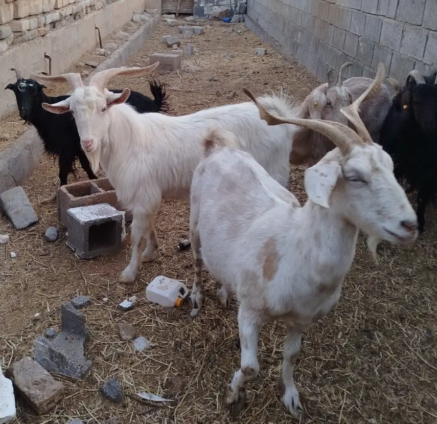 بز سانن|حیوانات مزرعه|اردستان, |دیوار