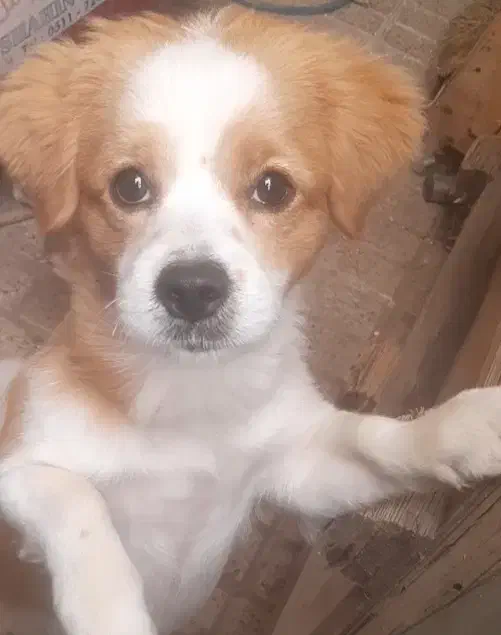 سگ گمشده|حیوانات|مشهد, هفت تیر (آب و برق)|دیوار