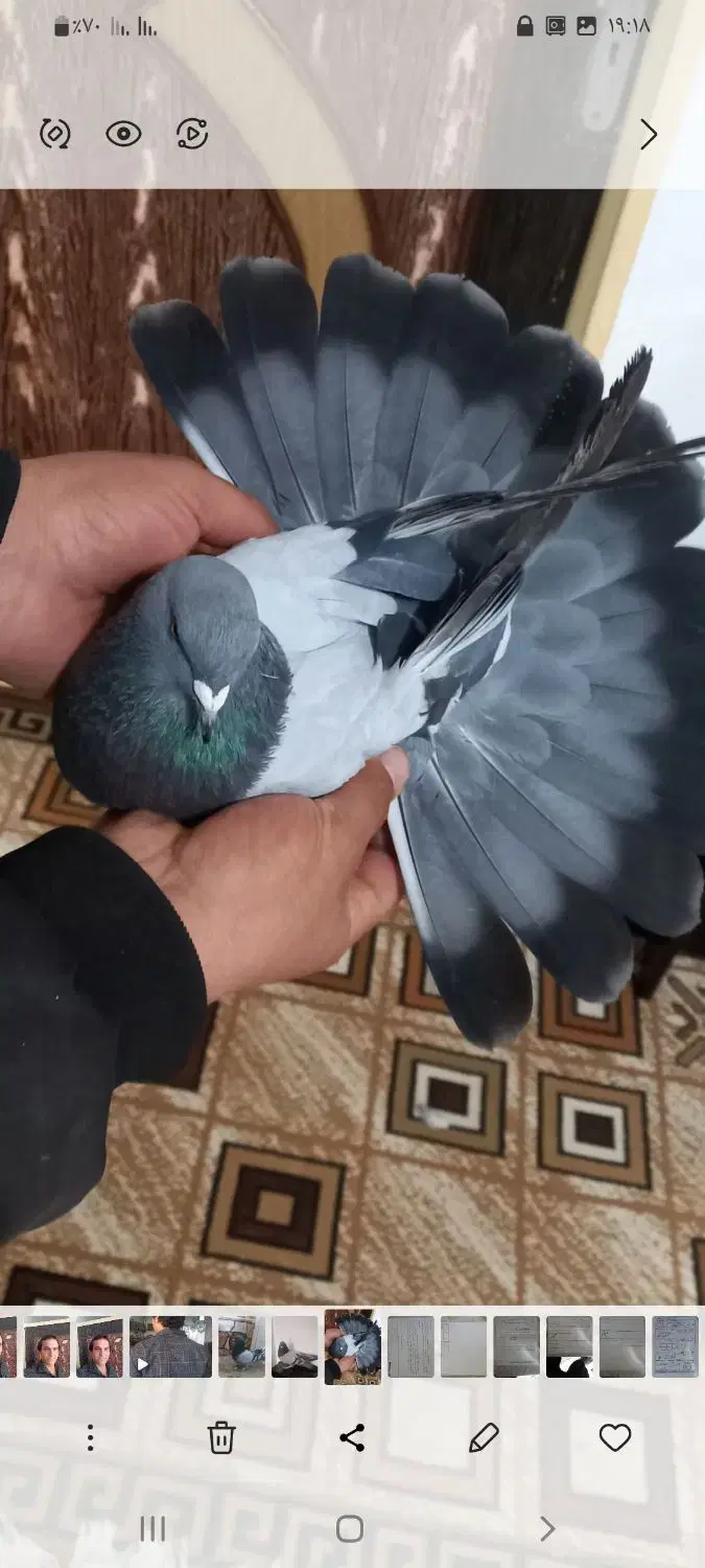 سبز گچی|پرنده|شهرکرد, |دیوار
