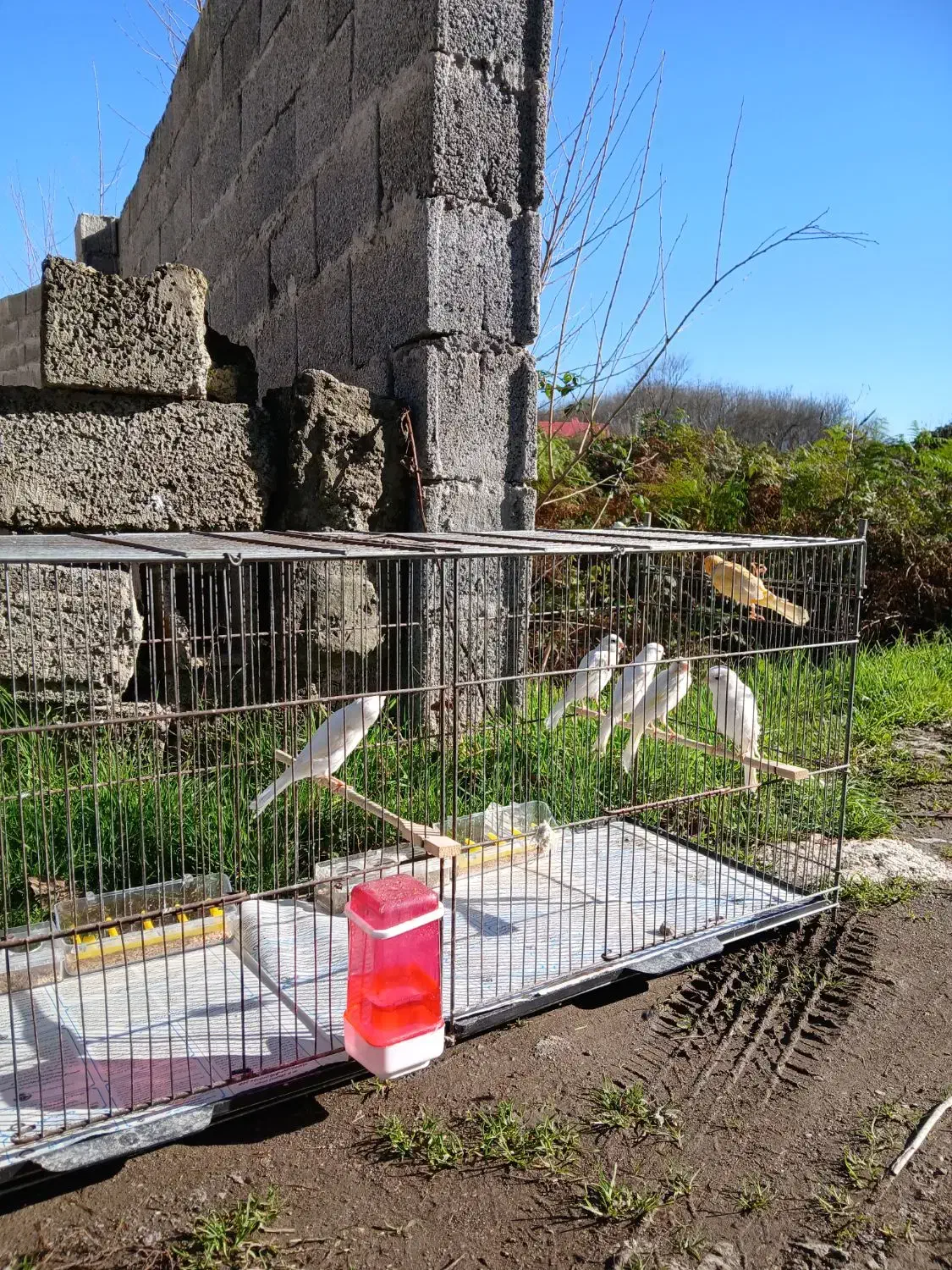 قناری|پرنده|لاهیجان, لیل|دیوار