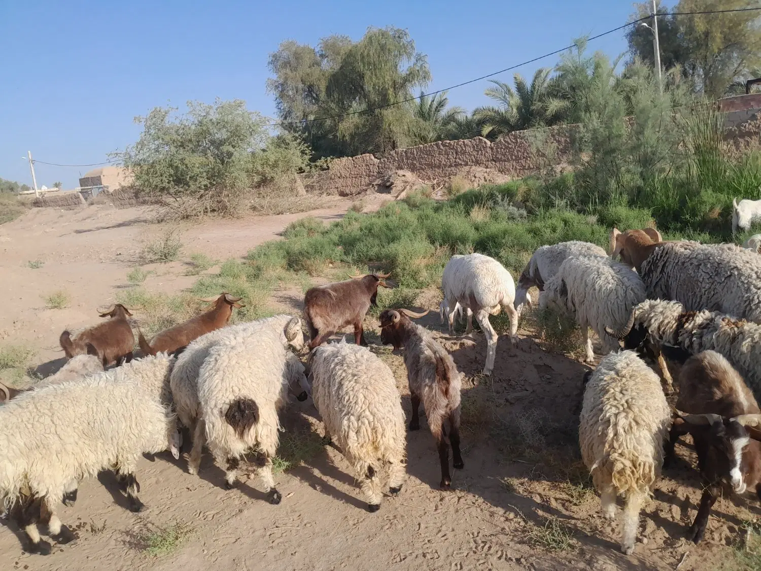 بره نر|حیوانات مزرعه|فهرج, |دیوار