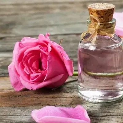 گلاب خونگی|خوردنی و آشامیدنی|جهرم, |دیوار