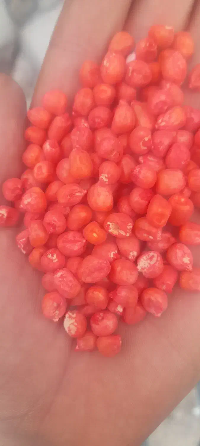 زرت|لوازم جانبی حیوانات|اردبیل, |دیوار