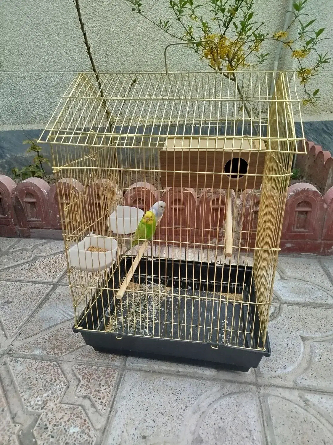 مرغ عشق|پرنده|خوی, |دیوار