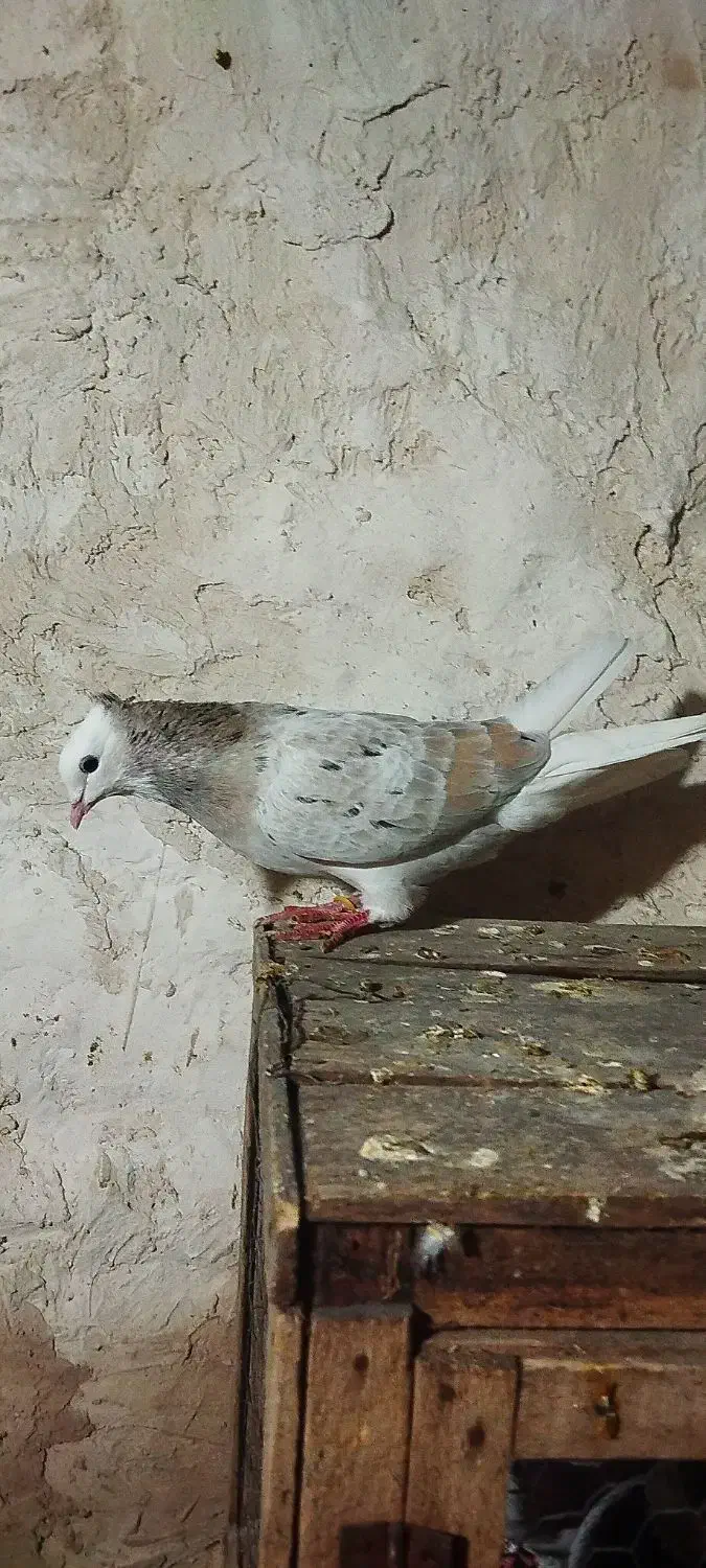 کفتر خوب|حیوانات|کرمانشاه, |دیوار