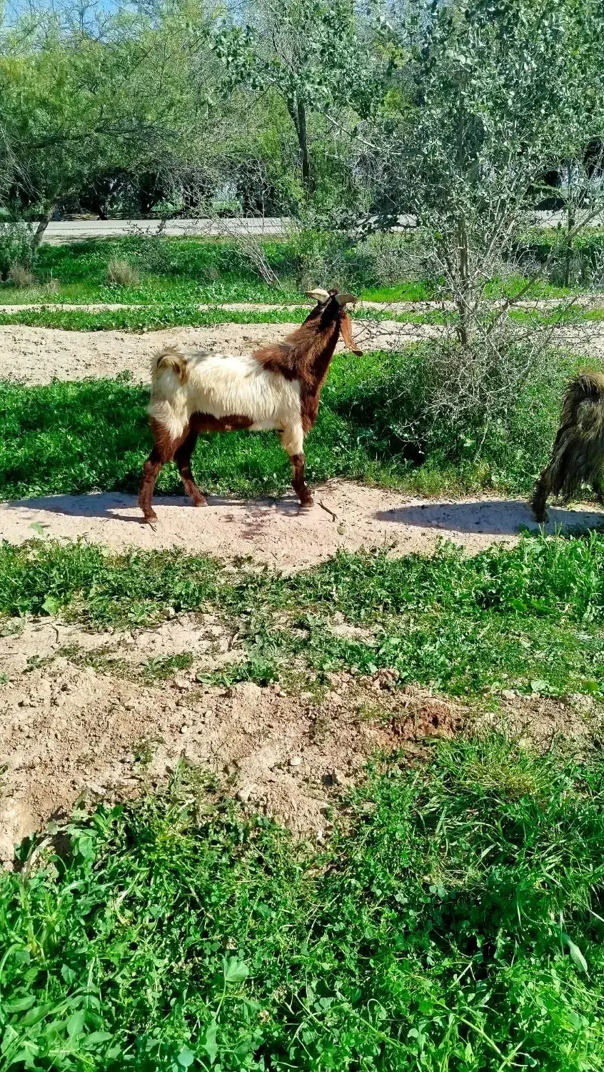 نژدی توخمی|حیوانات مزرعه|اندیمشک, |دیوار