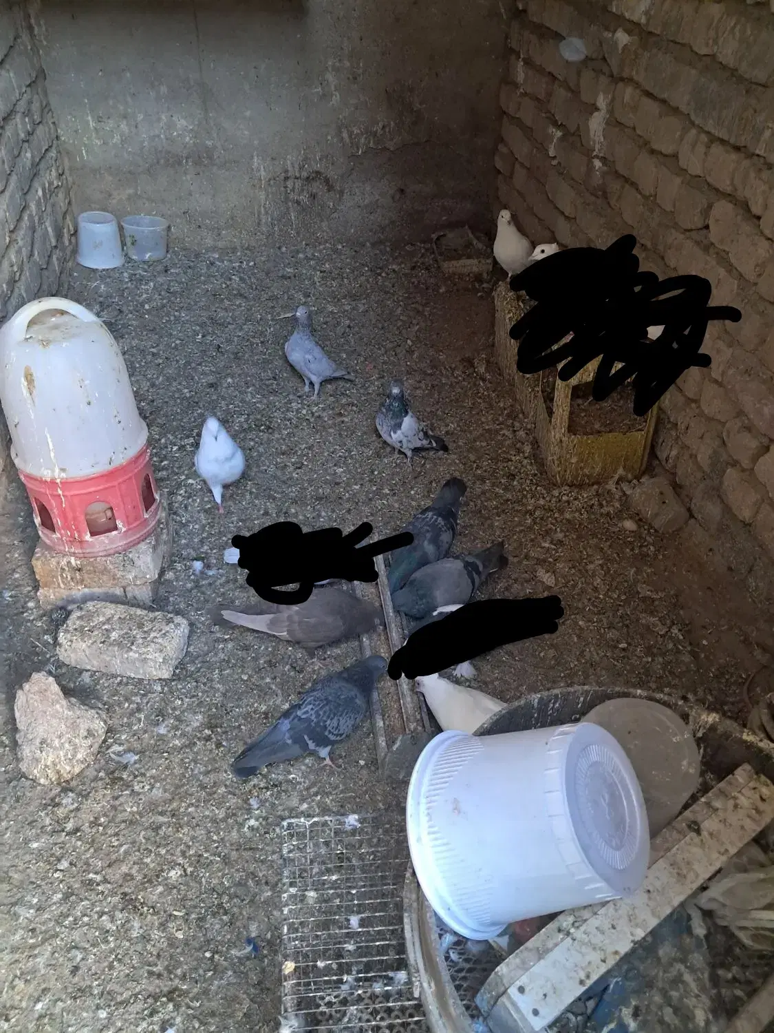 کبوتر|پرنده|قم, بیست متری ولیعصر|دیوار