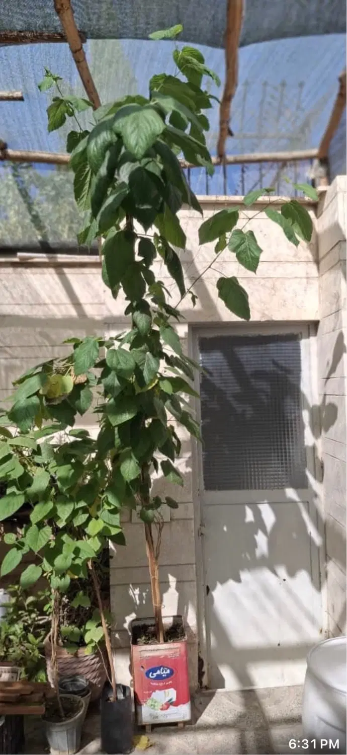 نهال|گل و گیاه طبیعی|اصفهان, شاهد|دیوار