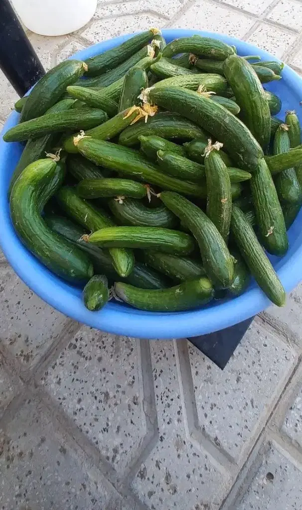 خیار|خوردنی و آشامیدنی|قوچان, |دیوار