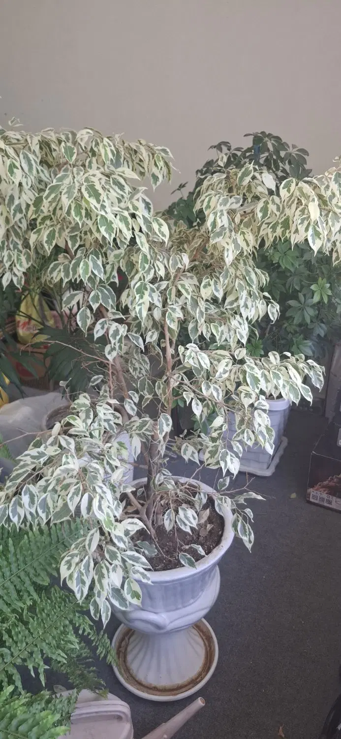 گل خانگی|گل و گیاه طبیعی|سنندج, |دیوار