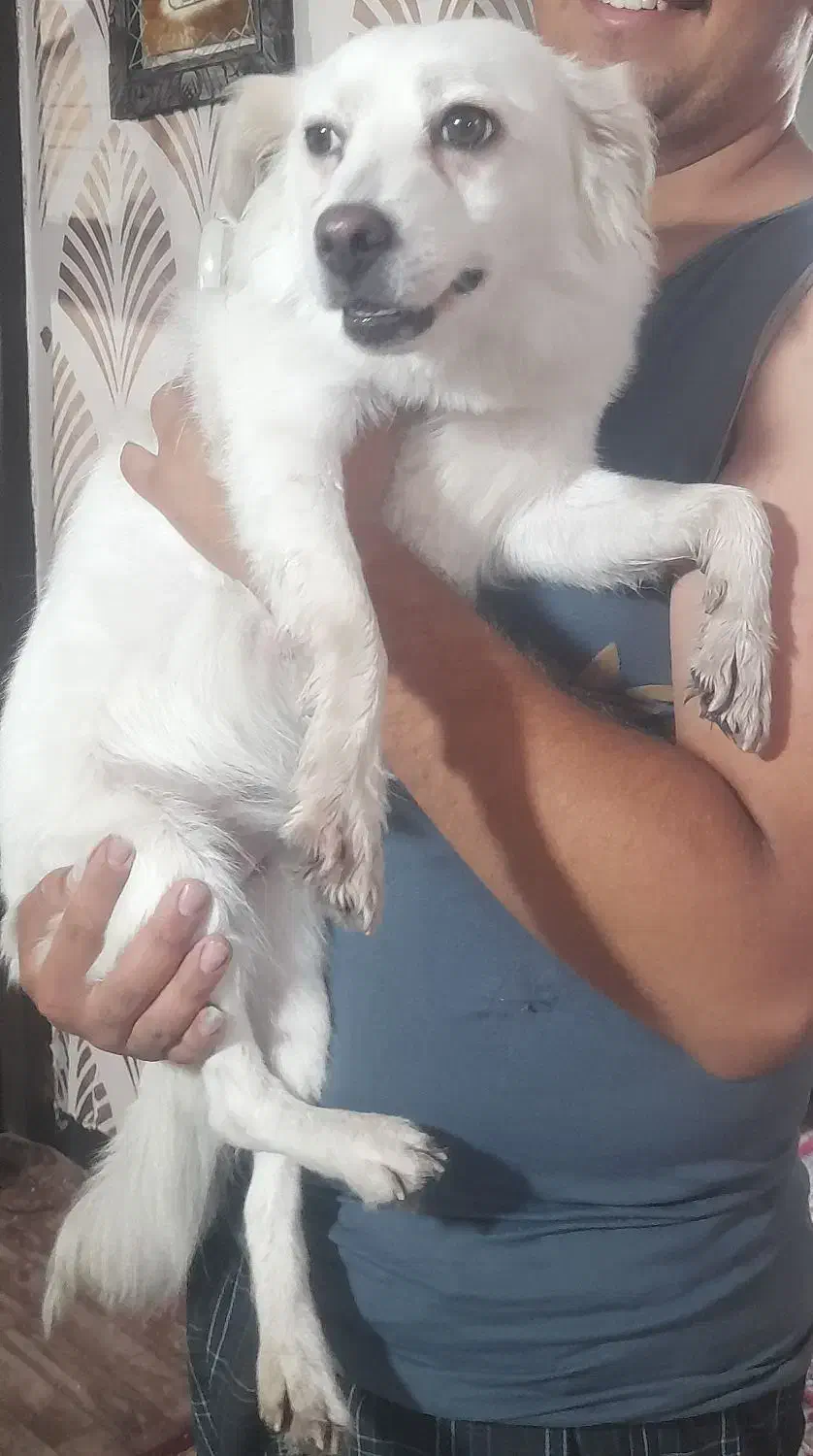 سگ پامرین|سگ|شیراز, شهرک بهار|دیوار