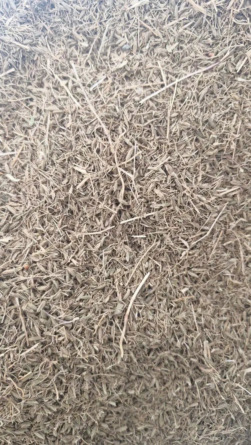 زیره سبز|خوردنی و آشامیدنی|کرج, ساسانی (قلمستان)|دیوار