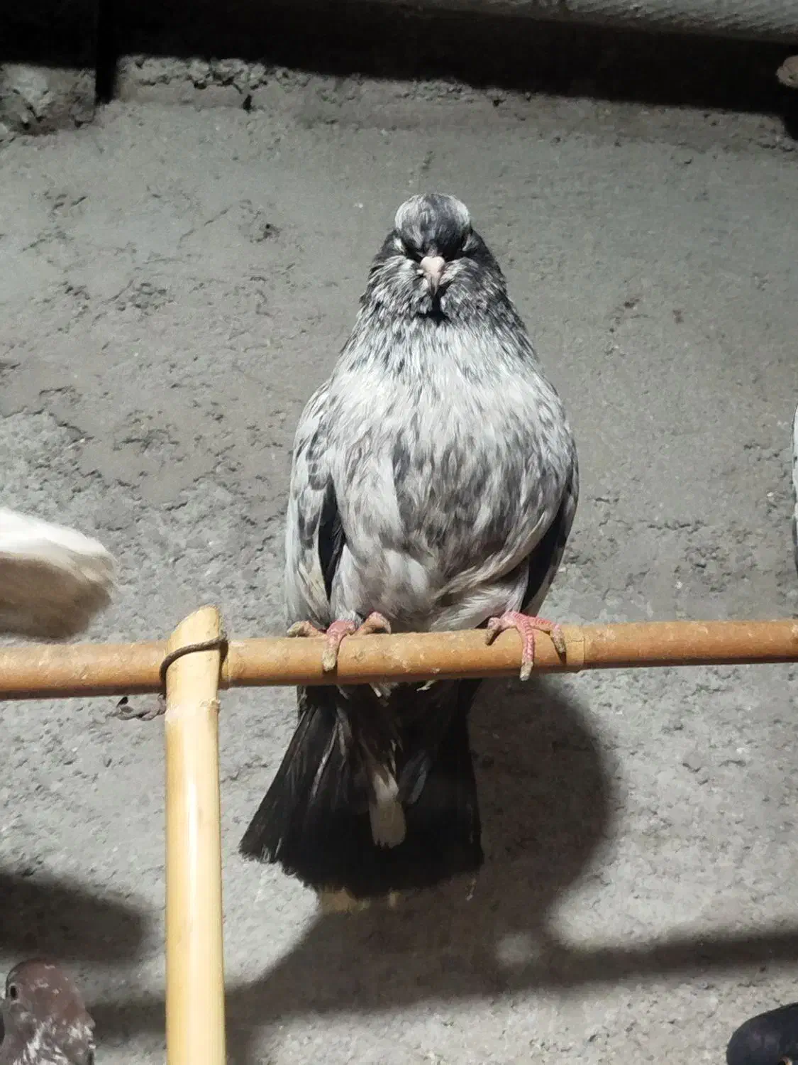 کبوتر|پرنده|گرگان, |دیوار