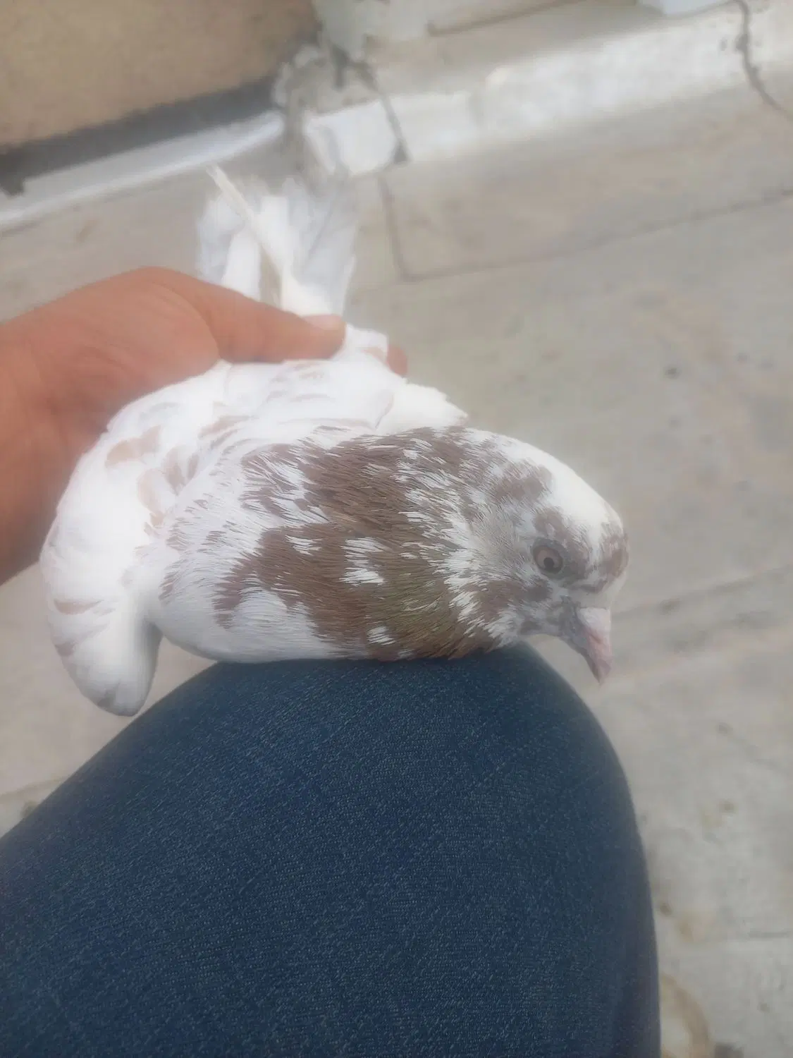 کبوتر|پرنده|خوی, |دیوار