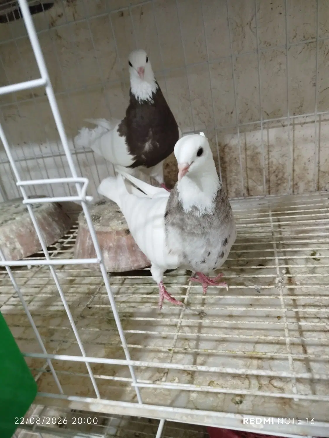 طوقی|پرنده|کرمانشاه, |دیوار