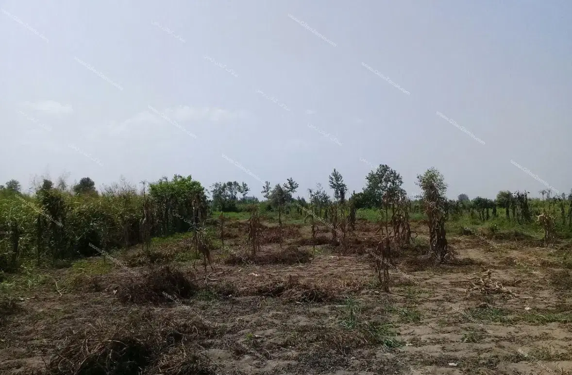 زمین باغ پانصد متری به بالا دارای مجوز رسمی|فروش دفتر صنعتی، کشاورزی، تجاری|رامهرمز, |دیوار