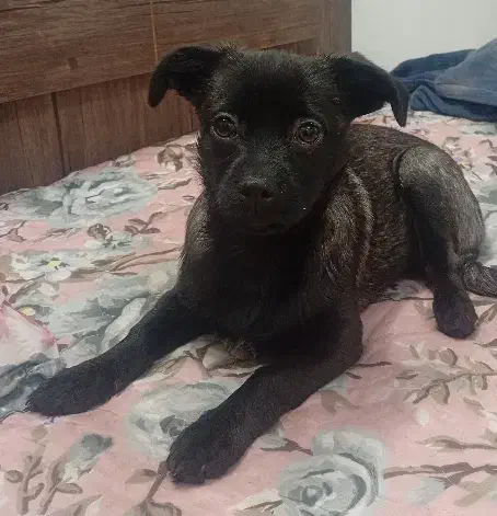 سگ بامزه|سگ|مشهد, مشکینی (شهرک غرب)|دیوار