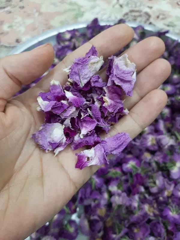 گل محمدی|گل و گیاه طبیعی|ساوه, |دیوار