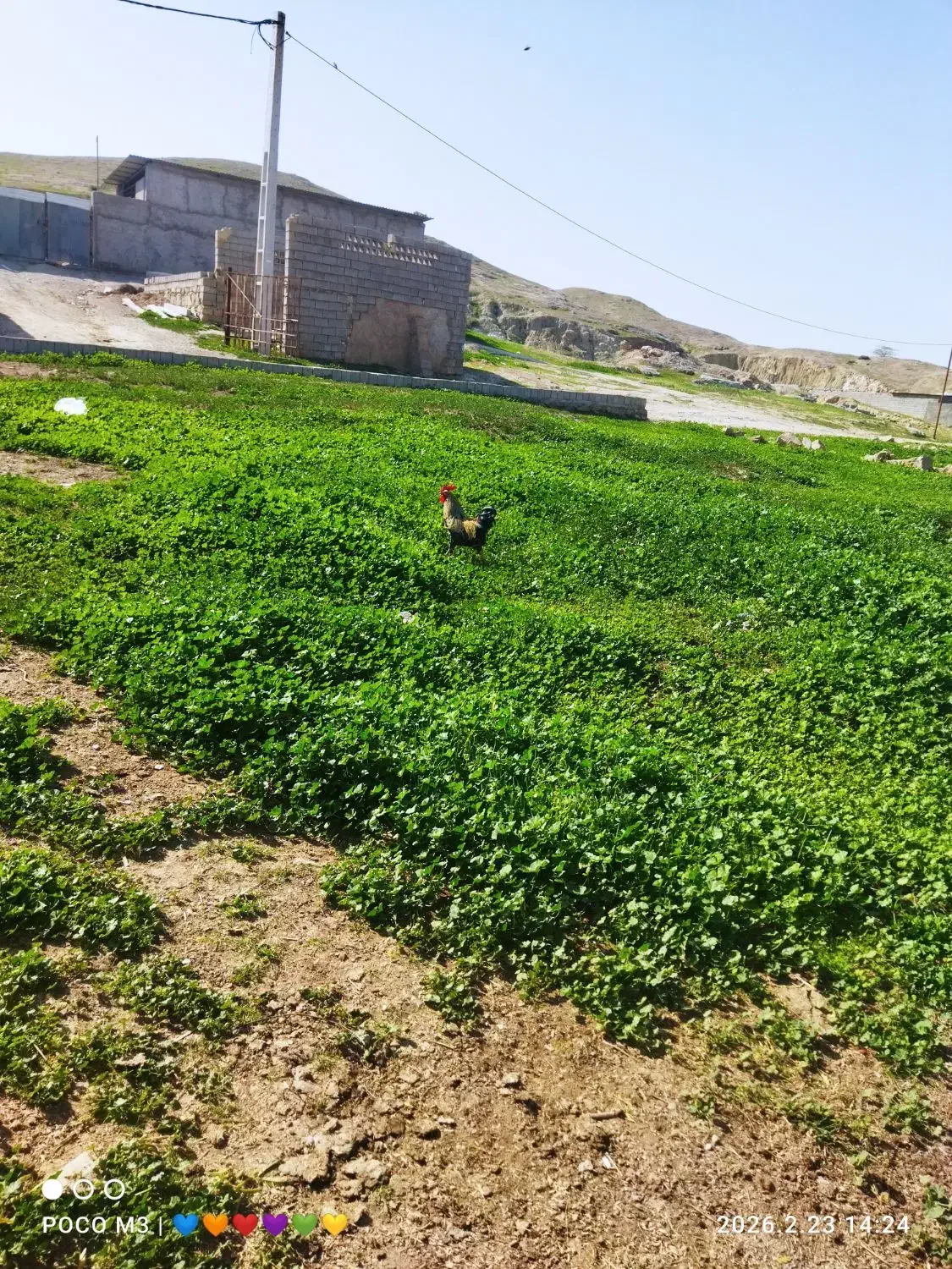 خروس|حیوانات مزرعه|مسجد سلیمان, |دیوار