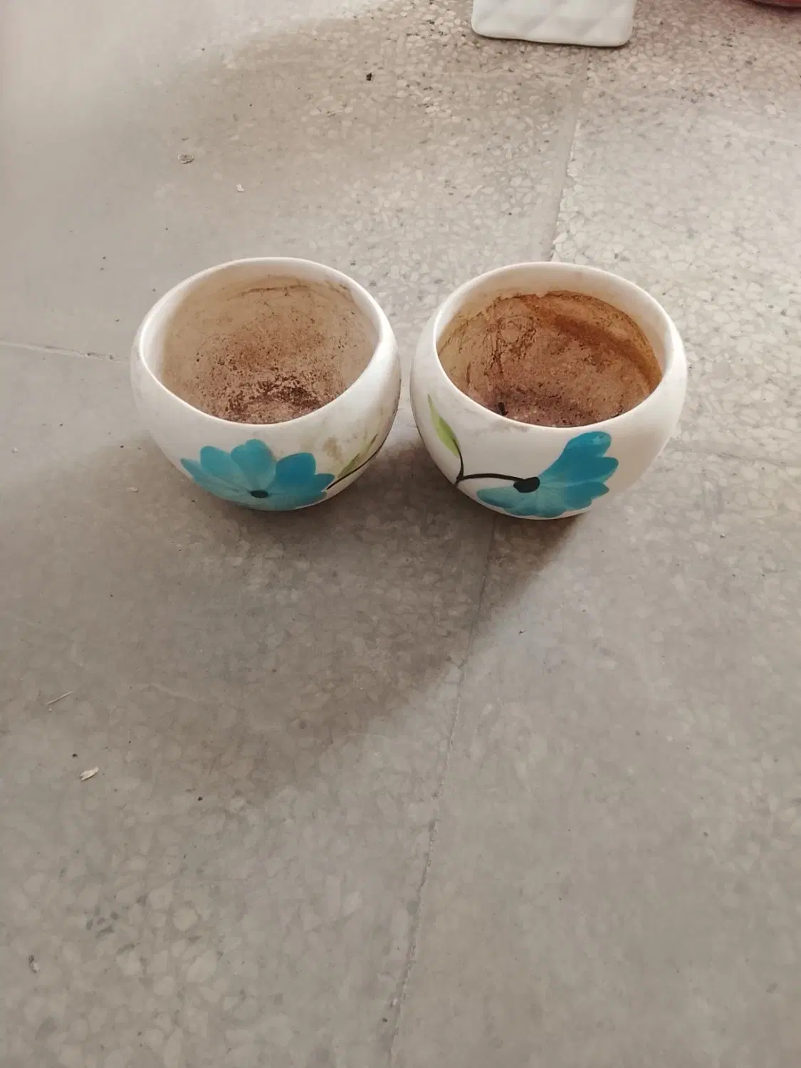 گلدان|گل و گیاه طبیعی|شیراز, شهرک پرواز|دیوار