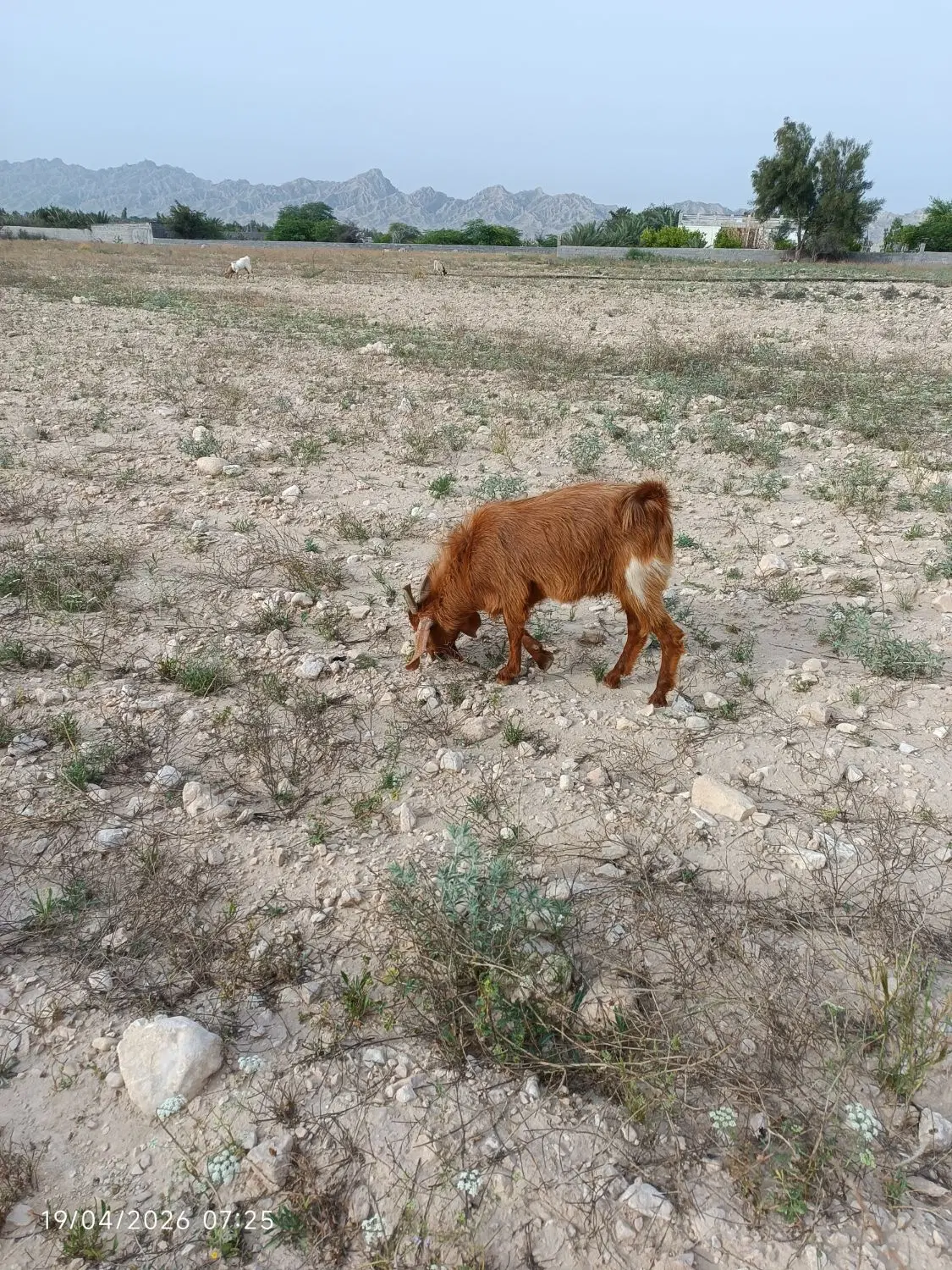 پازن|لوازم جانبی حیوانات|خورموج, |دیوار