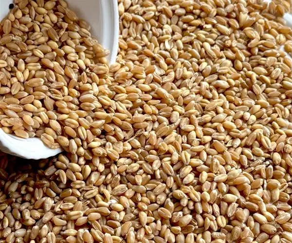 گندم|خوردنی و آشامیدنی|شیراز, شهرک فرهنگیان|دیوار