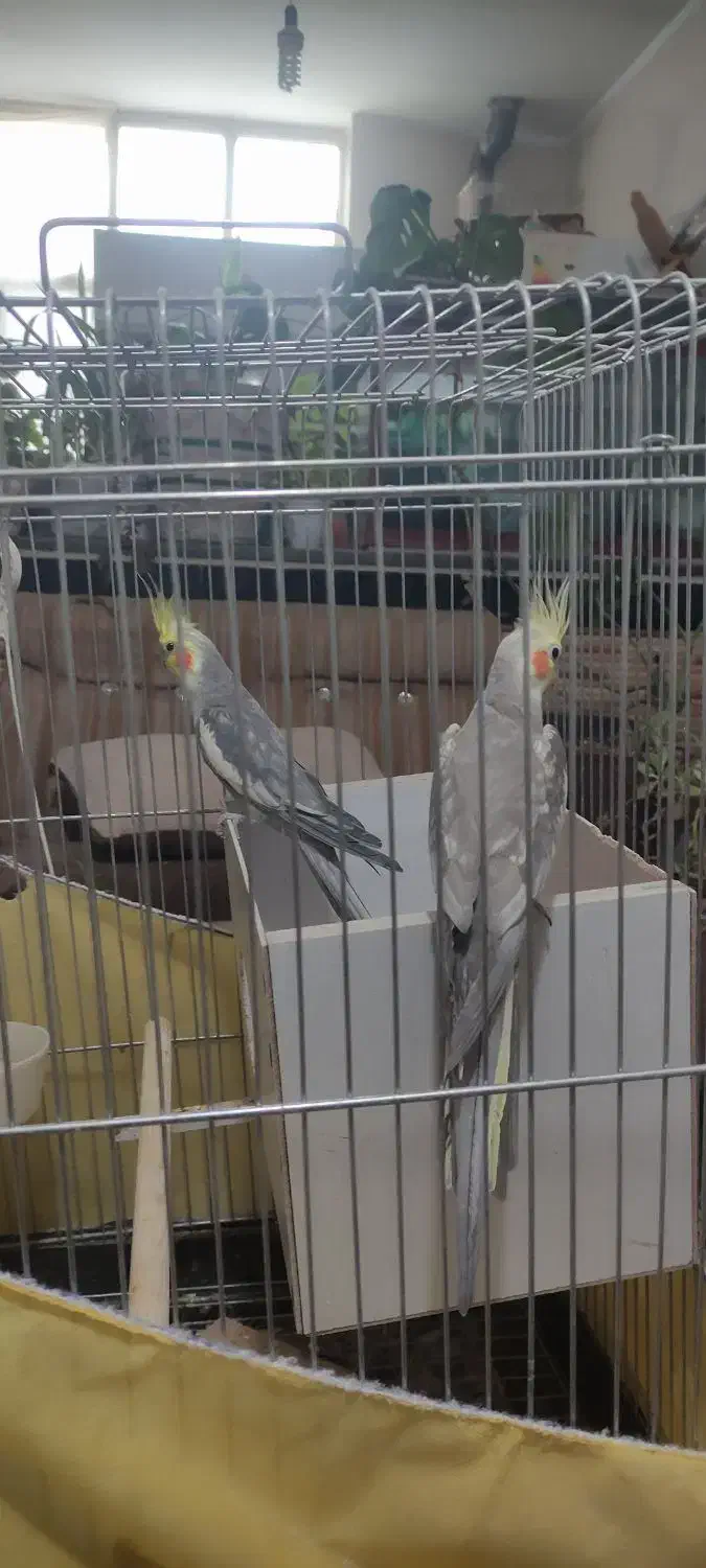 عروس هلندی|پرنده|سنندج, |دیوار