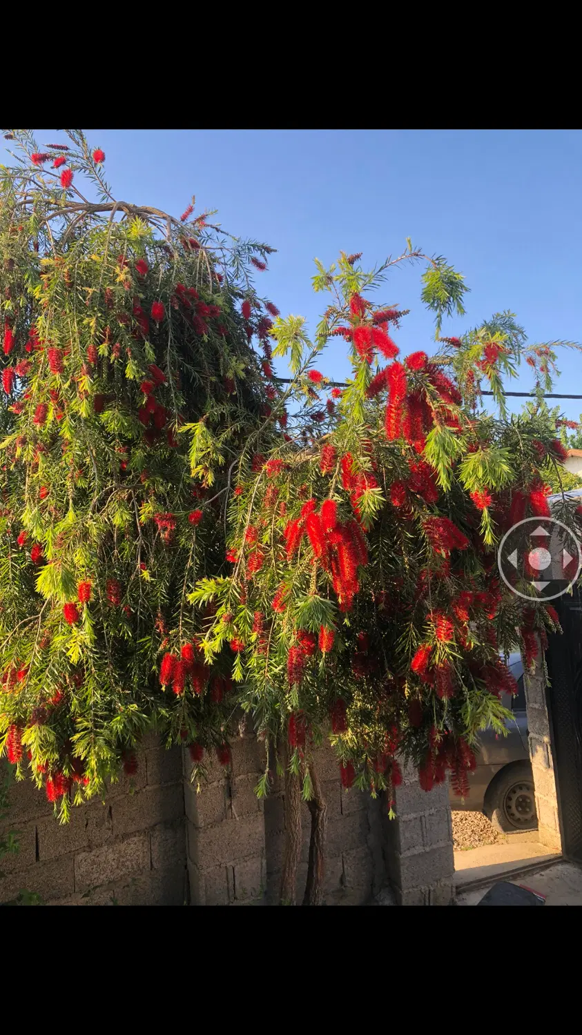 درختچه|گل و گیاه طبیعی|رشت, معلم|دیوار
