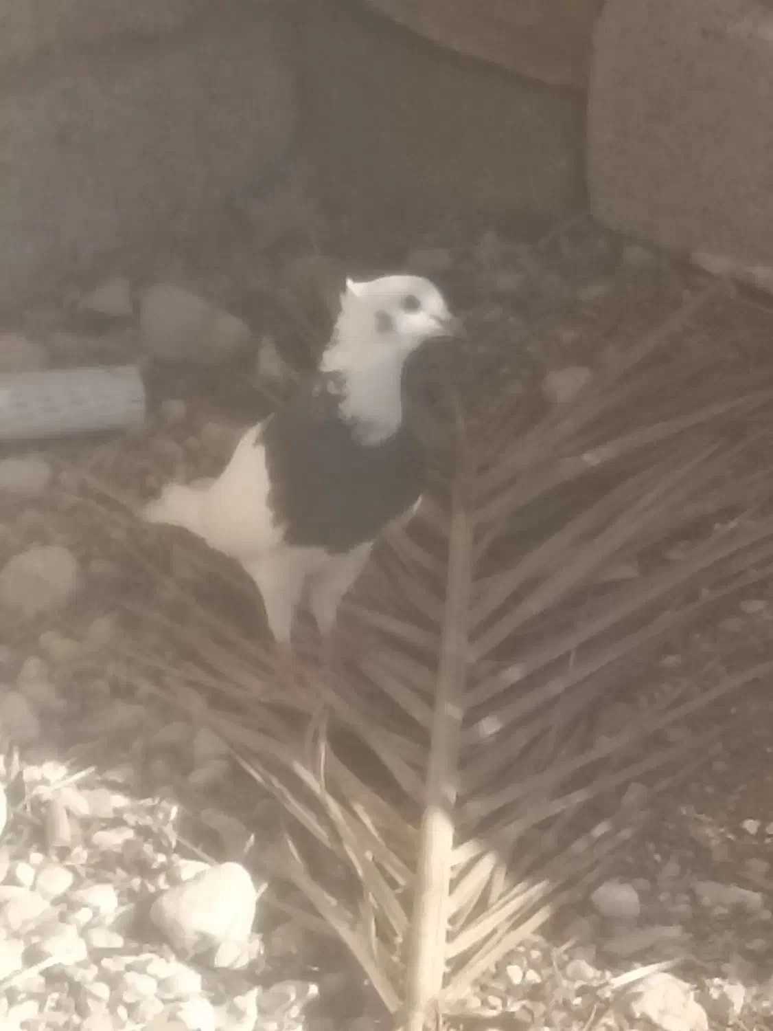 310|پرنده|خفر, |دیوار