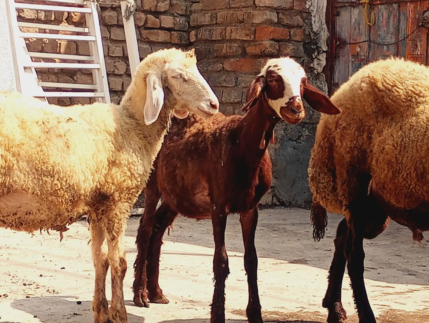 بره|حیوانات مزرعه|گرگان, |دیوار