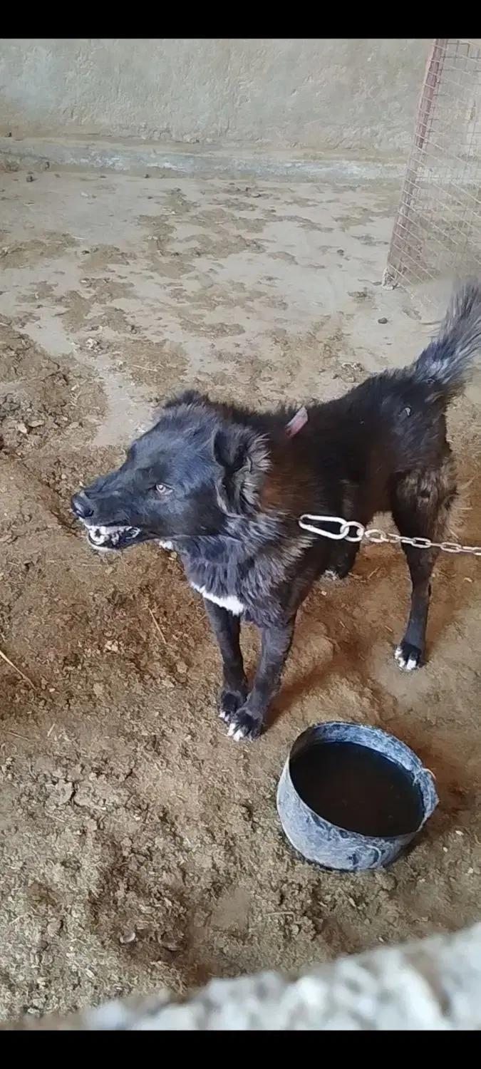 سگ گله|سگ|میبد, |دیوار