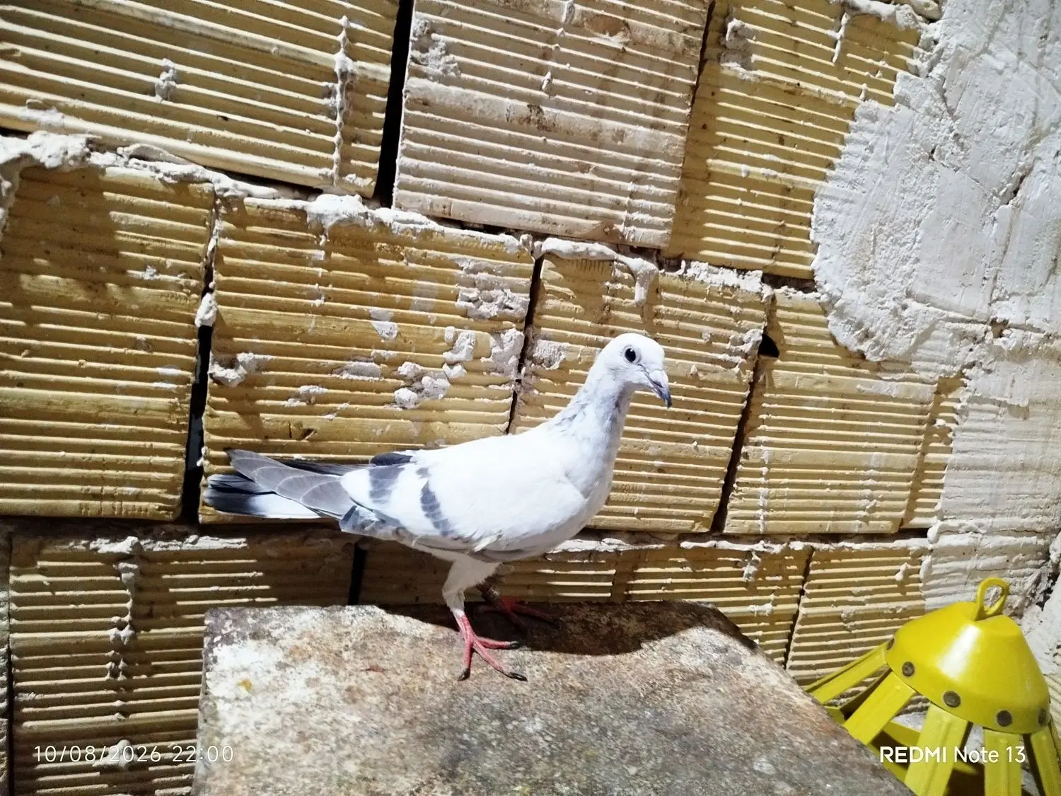 سار|پرنده|مشهد, رده|دیوار